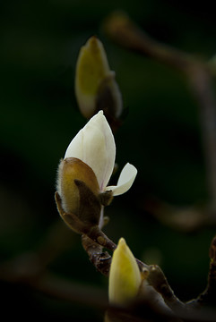 玉蘭花 低調(diào)