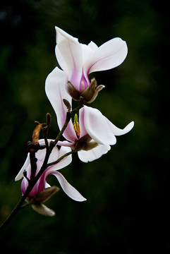 玉蘭花 低調(diào)