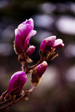 玉蘭花 低調(diào)