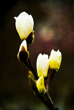 玉蘭花 低調(diào)