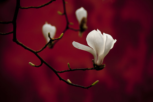 玉蘭花 低調(diào)