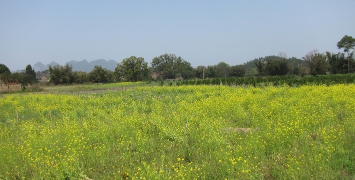 田園