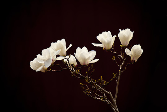 H玉蘭花 低調(diào)