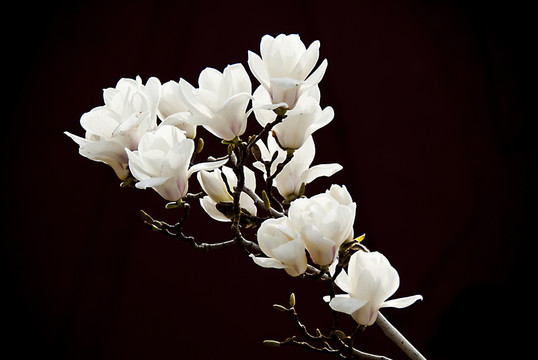 玉蘭花 低調(diào)