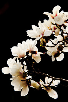 玉蘭花 低調(diào)