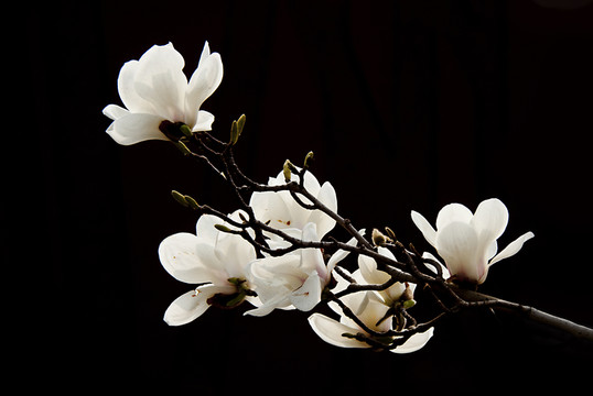 玉蘭花 低調(diào)