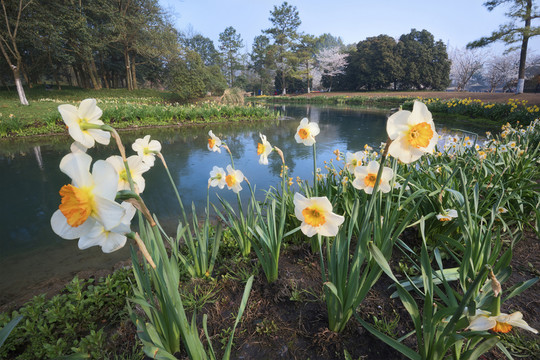 杭州太子灣公園水仙花