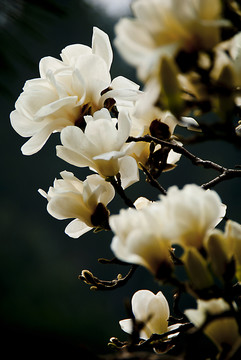 玉蘭花 低調(diào)
