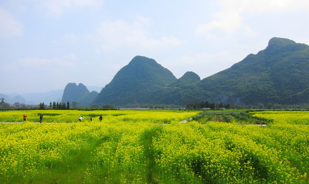 靈川油菜花