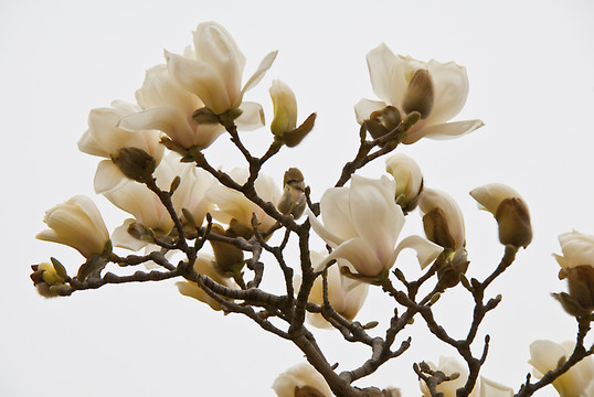 玉蘭花 高調(diào)