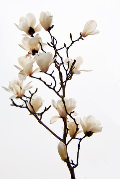 玉蘭花 高調(diào)