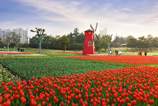 上海大寧公園的郁金香花展