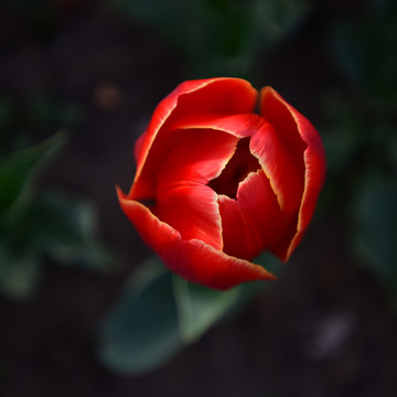 俯拍的紅色郁金香