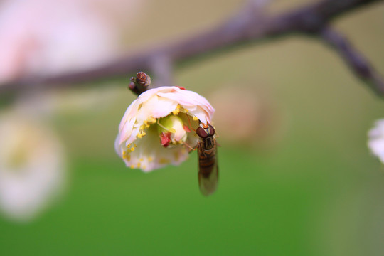 牛虻