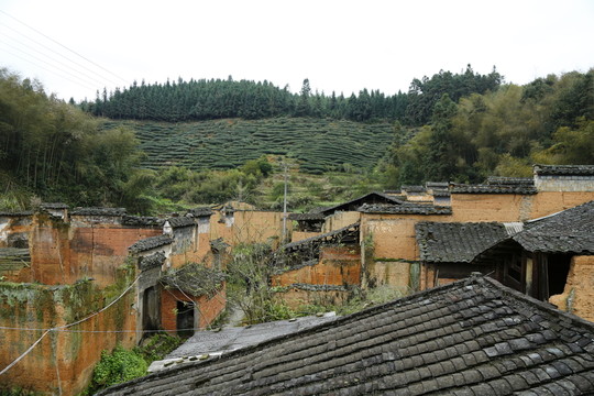 古村 茶園 村莊