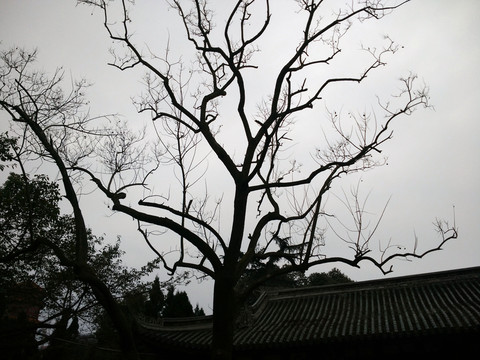 公園古樹(shù)