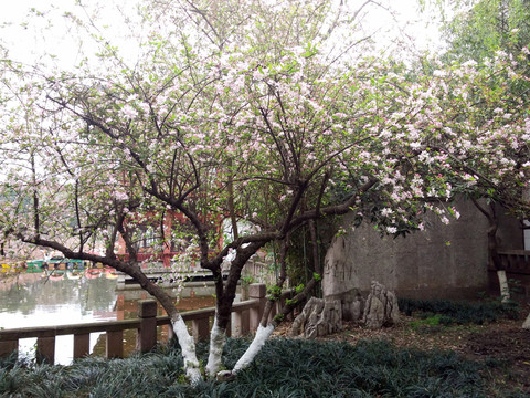 公園蘋果花