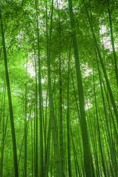 竹林風(fēng)光