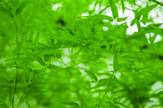 竹林 竹葉高清