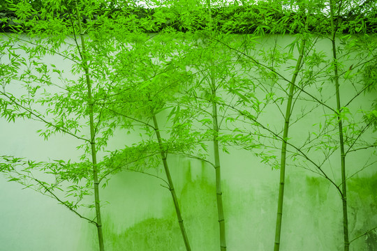 竹林 竹葉高清