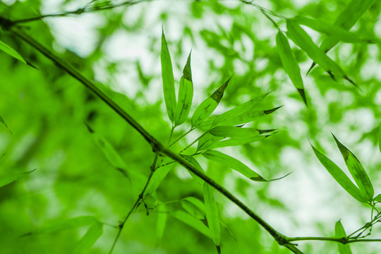 竹林 竹葉高清