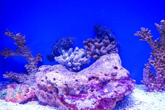 魚缸背景圖 珊瑚 魚缸造景