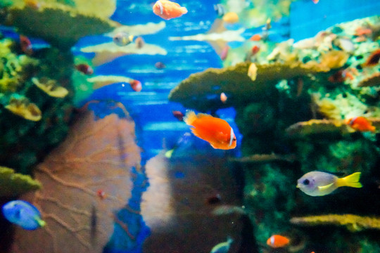 魚缸背景圖 珊瑚 魚缸造景