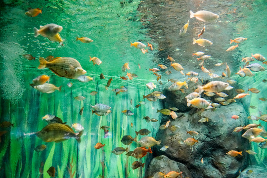 魚缸背景圖 珊瑚 魚缸造景