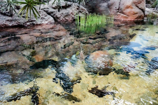 魚缸背景圖 珊瑚 魚缸造景