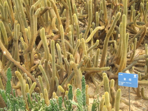仙科植物