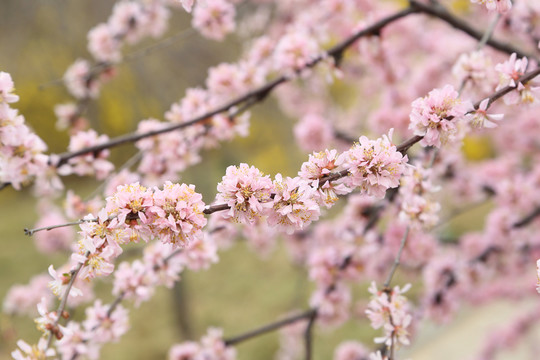 櫻花