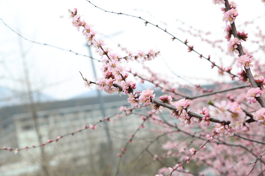櫻花