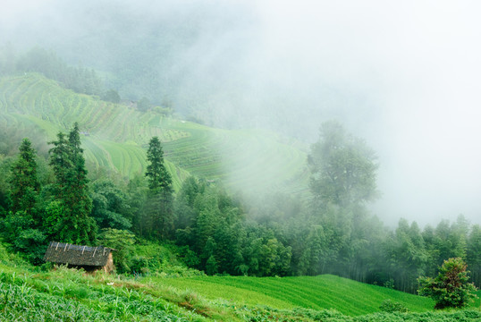 霧色山景