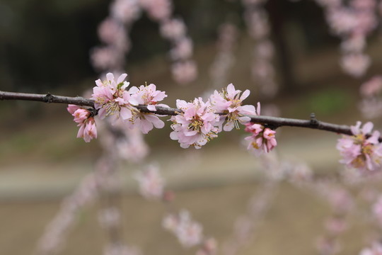 櫻花