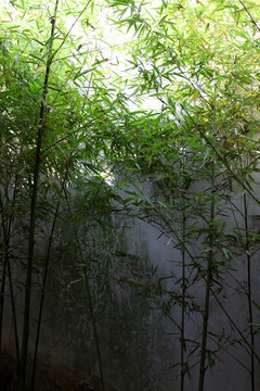 竹子 翠竹 近景 繁茂 盛夏