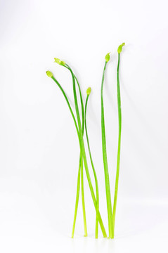 韭菜花