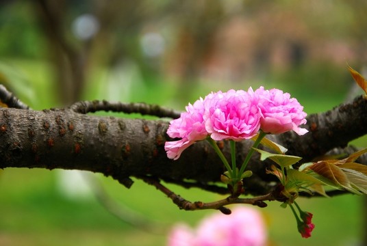 櫻花盛開(kāi)