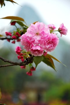 櫻花盛開