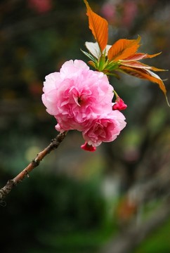 櫻花盛開