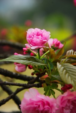 櫻花盛開