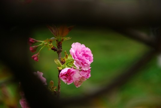櫻花盛開