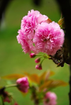 櫻花盛開