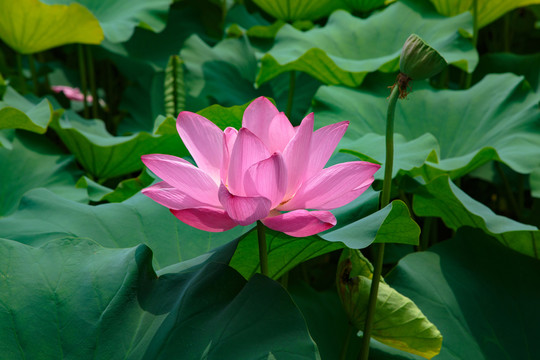 荷花
