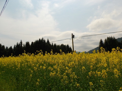 油菜花田