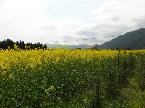 油菜花海