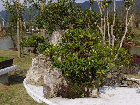 盆景