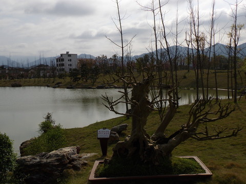 盆景園風(fēng)光