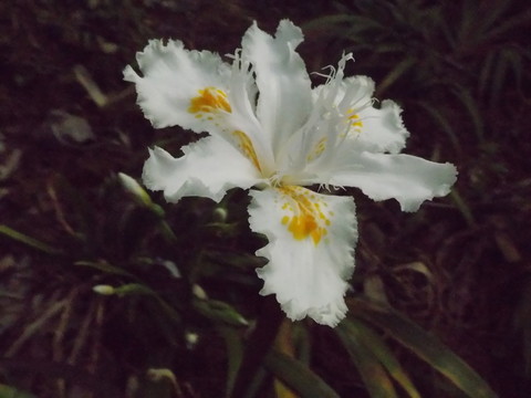 鳶尾花