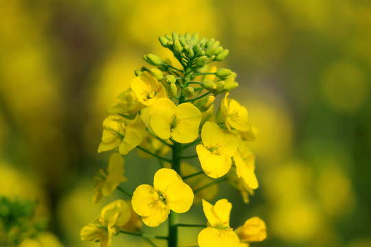 油菜花