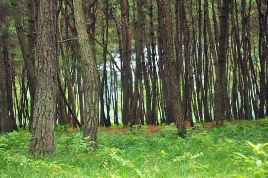松樹林